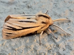 Acantharctia latifasciata