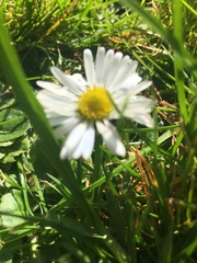 Bellis perennis