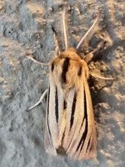 Acantharctia latifasciata