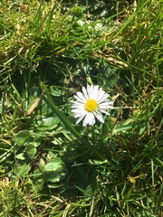 Bellis perennis
