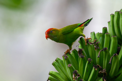 Loriculus beryllinus