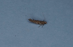 Pyroderces falcatella