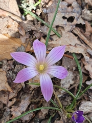 Romulea ligustica image