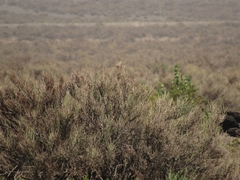 Pseudoseisura gutturalis