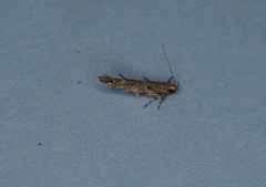 Pyroderces falcatella