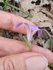 Romulea ligustica image