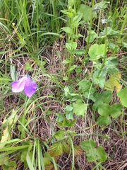 Campanula rhomboidalis