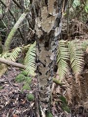 Steccherinum nitidum