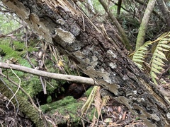 Steccherinum nitidum