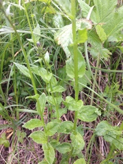 Campanula rhomboidalis