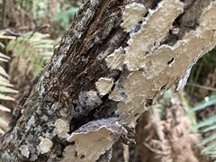 Steccherinum nitidum