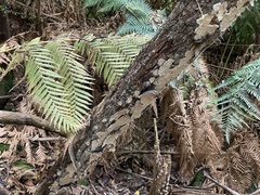 Steccherinum nitidum