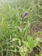 Campanula rhomboidalis