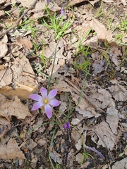 Romulea ligustica image