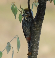 Dendrocoptes auriceps