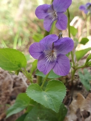 Rostratae