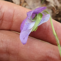 Rostratae