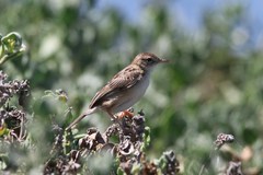 Cisticola juncidis terrestris