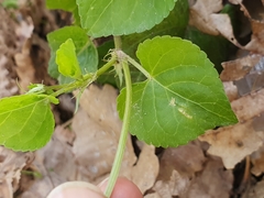 Rostratae