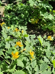 Chelidonium majus