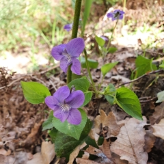 Rostratae