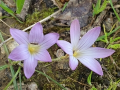 Romulea ligustica image