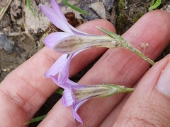 Romulea ligustica image