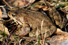 Rana arvalis