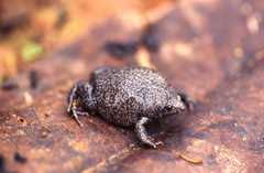 Elachistocleis muiraquitan