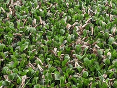 Pontederia crassipes