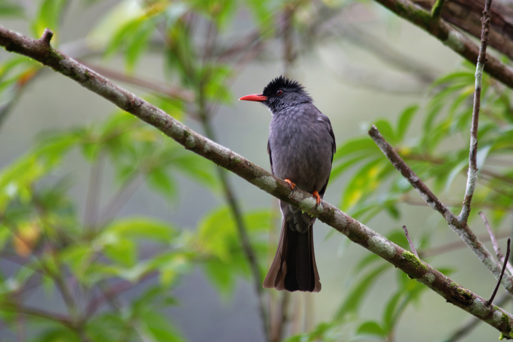 Square-tailed Bulbul photo