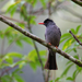 Square-tailed Bulbul - Photo (c) Martin Walsh, some rights reserved (CC BY-NC-ND), uploaded by Martin Walsh