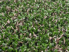 Pontederia crassipes