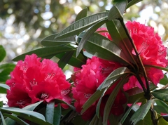 Rhododendron arboreum