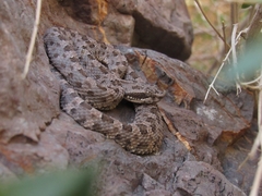 Bothrops ammodytoides
