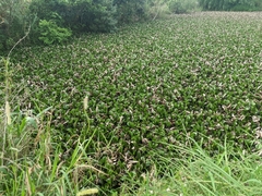 Pontederia crassipes