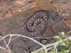 Bothrops ammodytoides