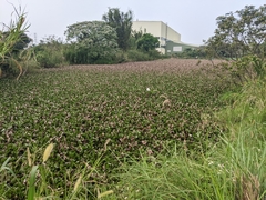 Pontederia crassipes