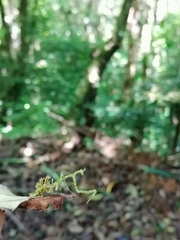 Pogonogaster tristani