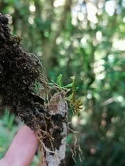 Pogonogaster tristani