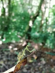 Pogonogaster tristani