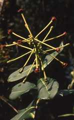 Schwartzia magnifica
