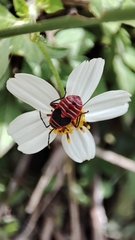 Pyrrhopeplus carduelis