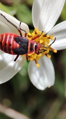 Pyrrhopeplus carduelis