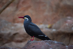 Larosterna