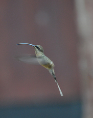 Phaethornis superciliosus
