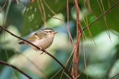 Phylloscopus intensior