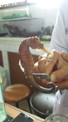 Hippocampus trimaculatus