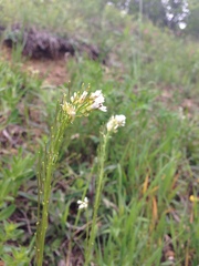 Arabis hirsuta