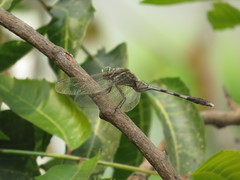 Orthetrum sabina